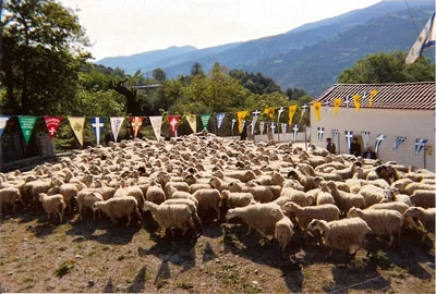 sheep around the church in Asi Gonia